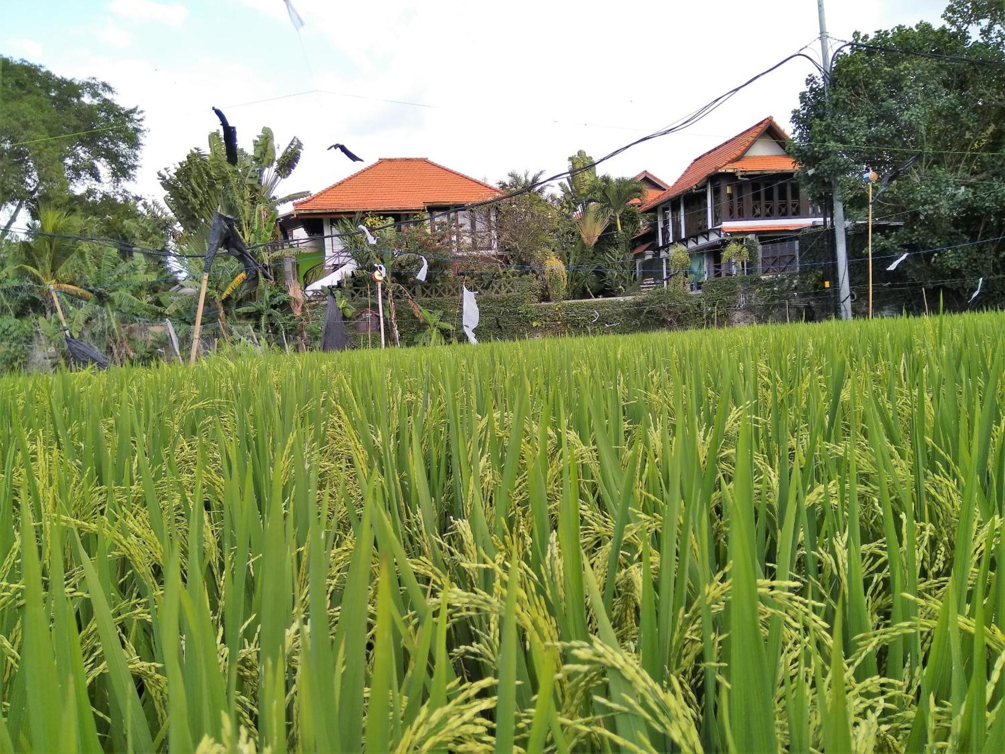 Taman Toya Guesthouse Standard