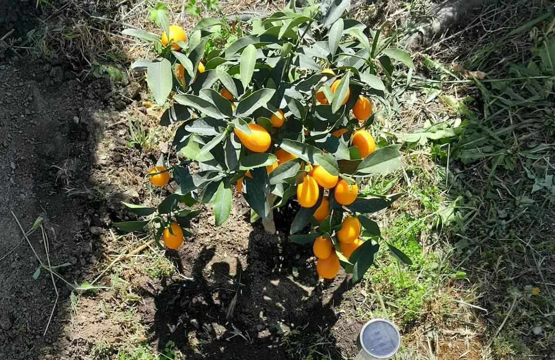 La Rana Azul-1
