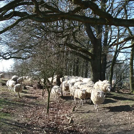 B&B De Willemshoeve-3
