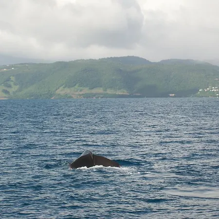 Anchorage Hotel, Whale Watch & Dive Center-2