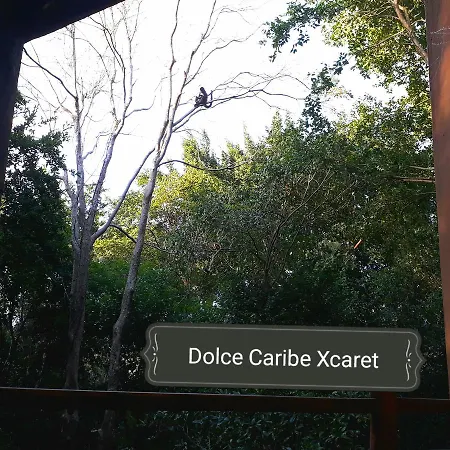 Dolce Caribe Xcaret-2