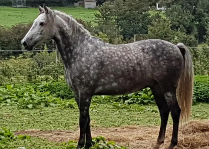 La Roulotte du Haut Pinleu