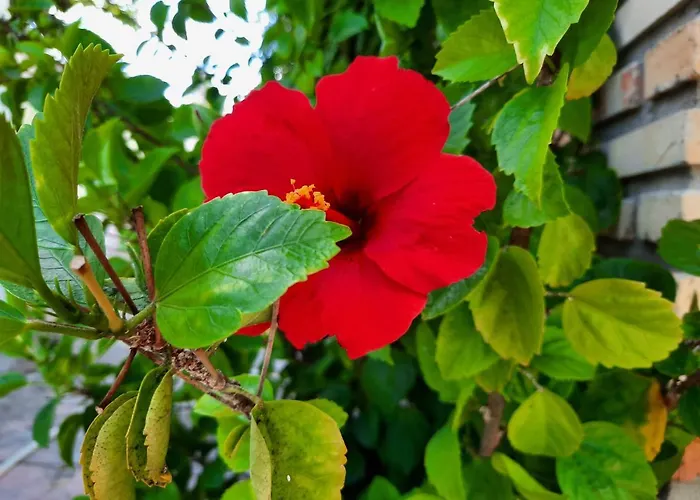 Pousada Dos Anjos Paracuru