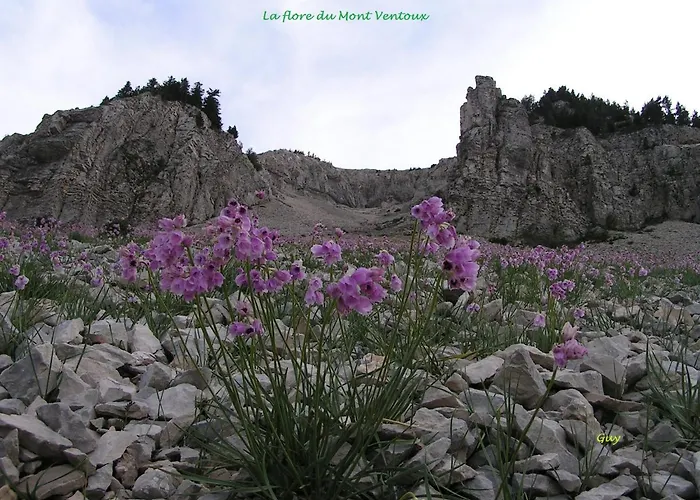 Le Nid au Pied du Mont Ventoux