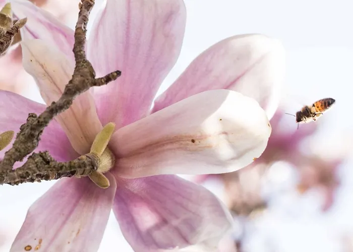 La Magnolia