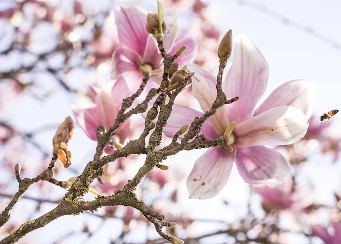 La Magnolia