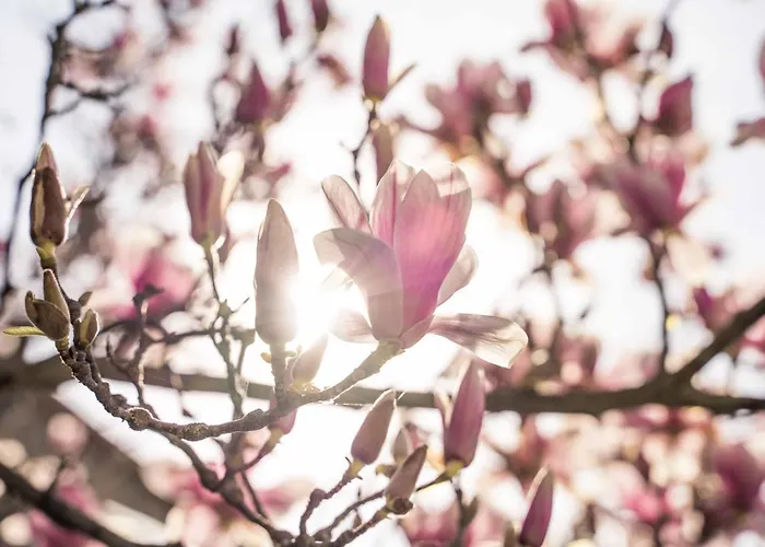 La Magnolia