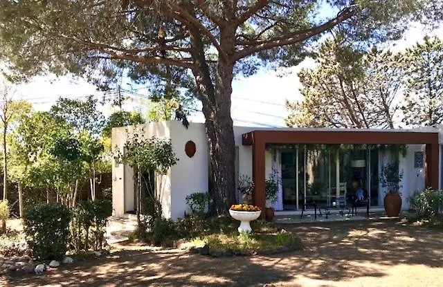 La cactée singulière