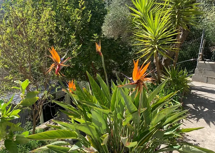 Finca Flor
