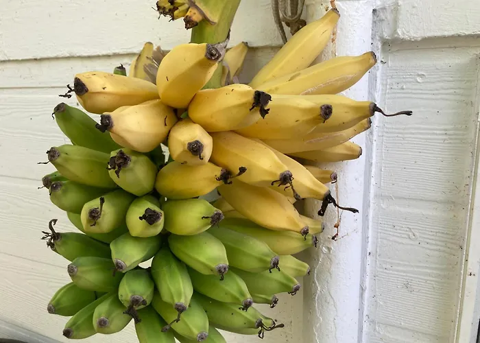 Hilo Bay Oceanfront Bed And Breakfast