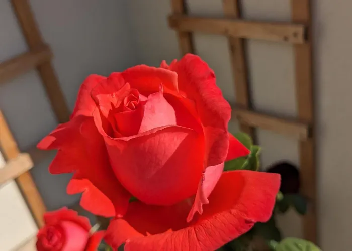 Rosegarth Bed And Breakfast