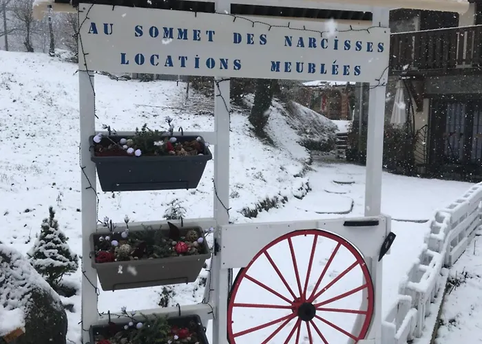 Au Sommet Des Narcisses