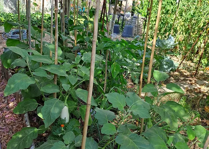 Ecolieu La pépinière