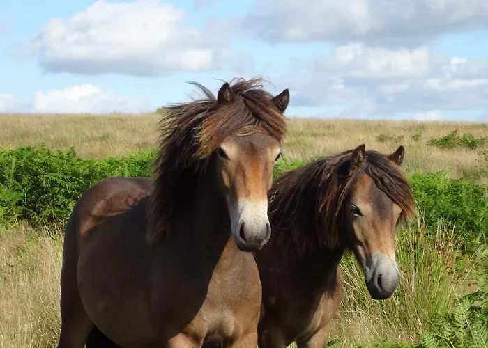 Exmoor Bnb In Withypool In The Heart Of The Moor