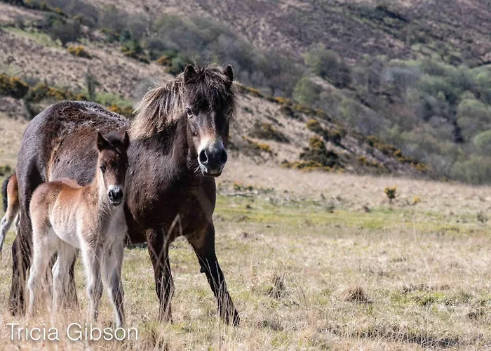 Exmoor Retreat On Two Moors Way