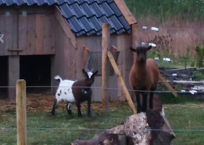 Farmstay Zijperdijk