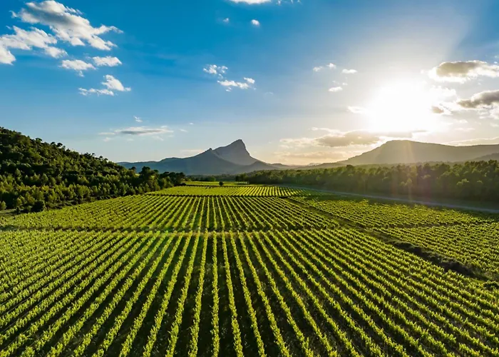 Le Castellas du Pic St Loup