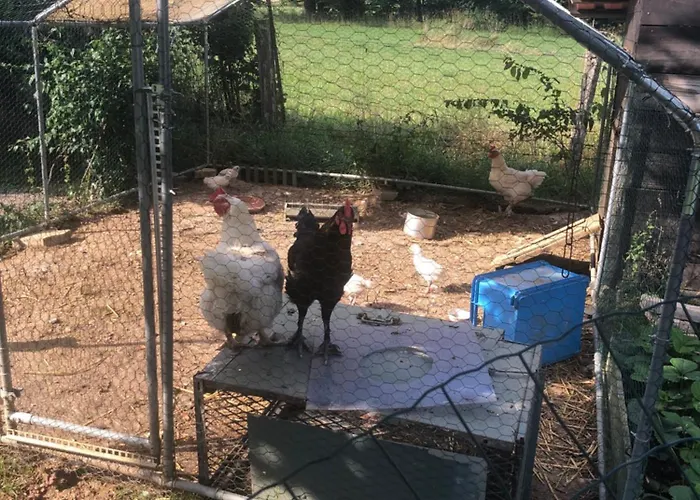 Au chant des oiseaux