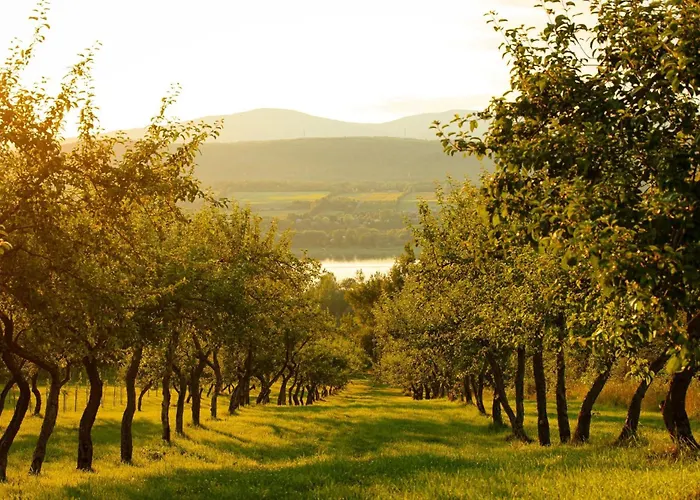 Domaine Steinbach Cidrerie B&B Distillerie