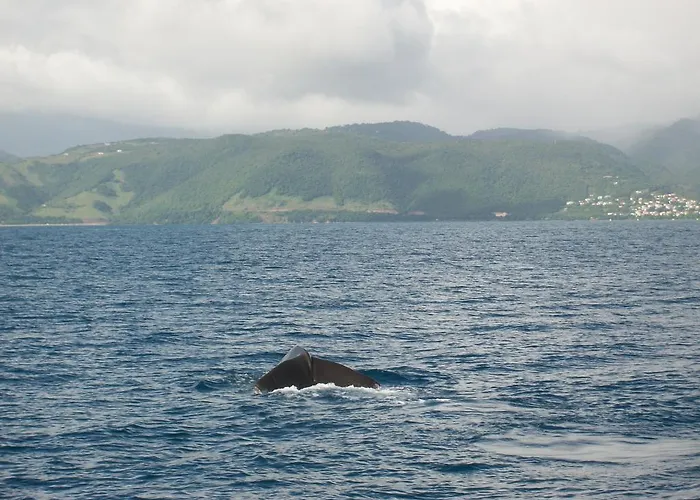 Anchorage Hotel, Whale Watch & Dive Center Roseau