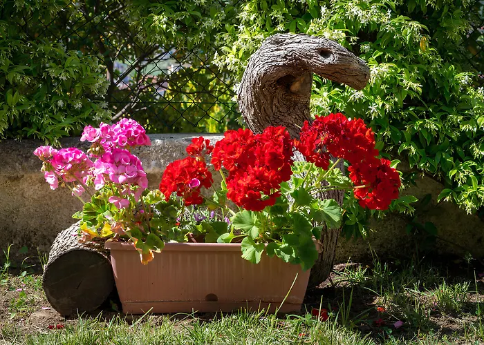 B&B Hibiscus