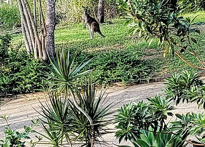 Three Palms