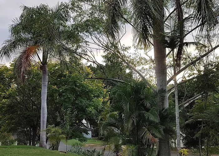 Three Palms
