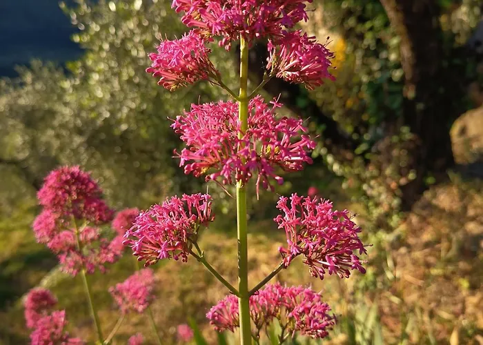Briciole di Pietra B&B