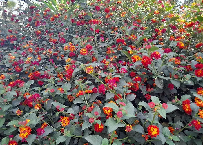Riad Tanjil