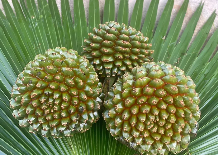 Adenora