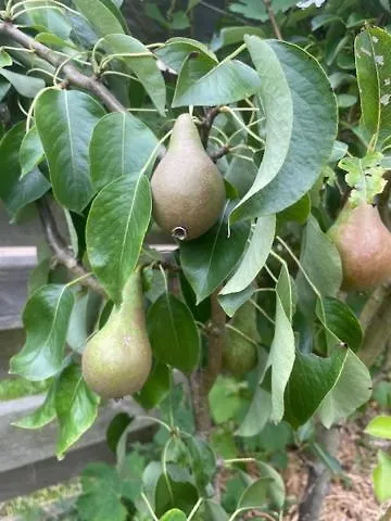 Les Jardins De L'Ecume