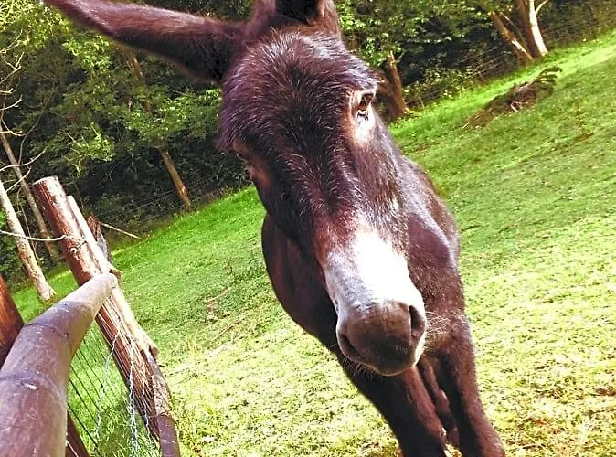 Les Chevreuils