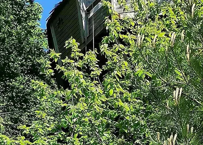 Sherwood Tree