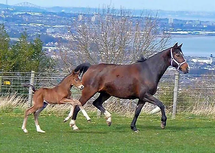 Faside Estate