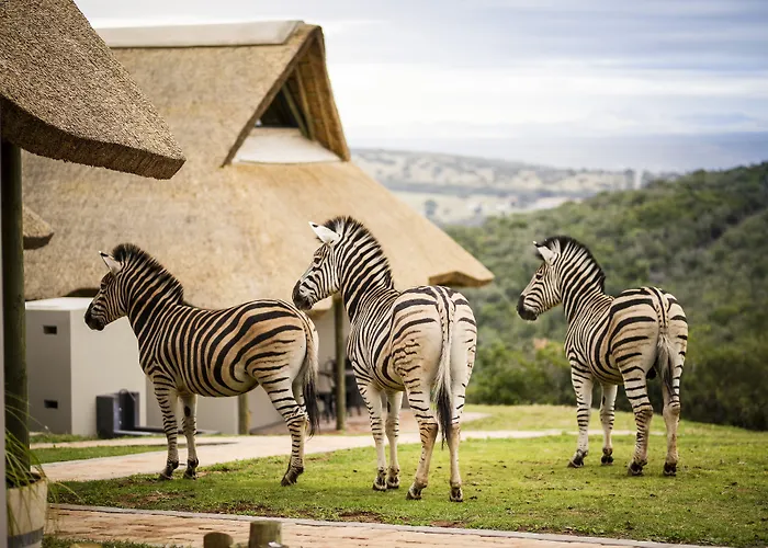 Jbay Zebra Lodge
