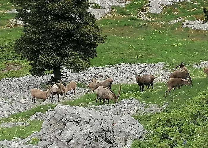 Le Chamois Dort