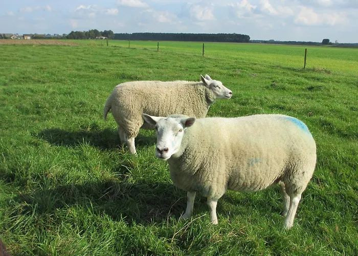 B&B Boerderij Wijtvliet
