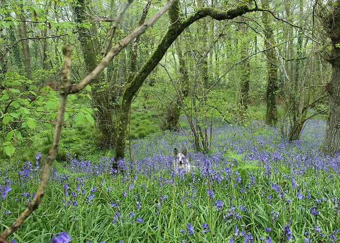 Mincombe Barn Bed & Breakfast