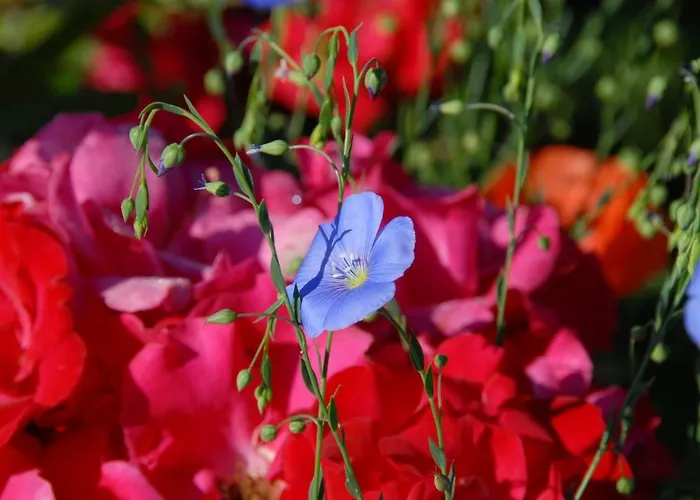 B+B Passifleur
