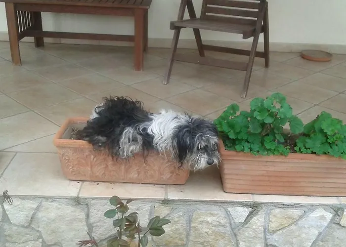 B&B Rolu